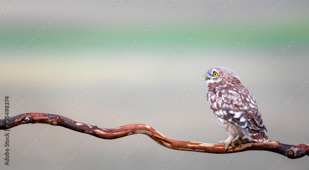 Owl. Colorful nature background. Bird: Little owl. Athene noctua. Owl. Colorful nature background. Bird: Little owl. Athene noctua.