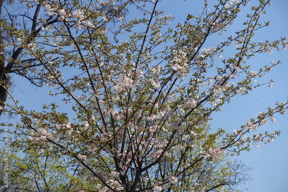 Thin branches of blossoming sakura tree against blue sky in April Thin branches of blossoming sakura tree against blue sky in April