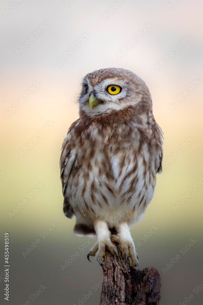 Owl. Colorful nature background. Bird: Little owl. Athene noctua. Owl. Colorful nature background. Bird: Little owl. Athene noctua.