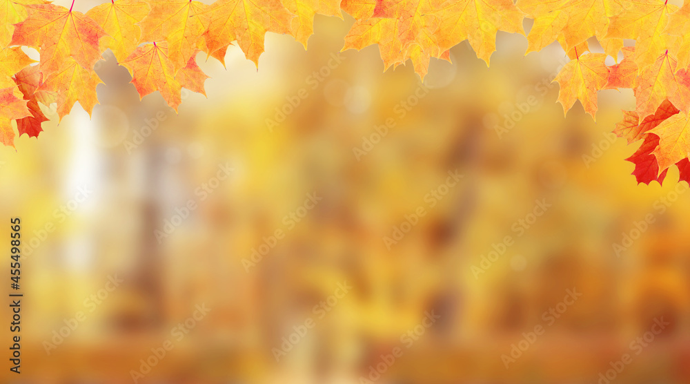 Yellow-orange maple leaves frame of autumn nature background
