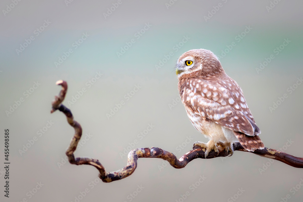Owl. Colorful nature background. Bird: Little owl. Athene noctua. Owl. Colorful nature background. Bird: Little owl. Athene noctua.