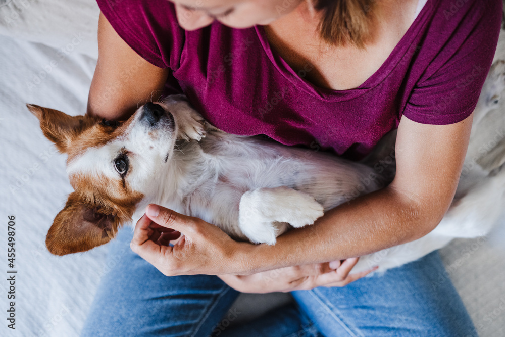 top view of young caucasian woman at home holding cute jack russell dog like a baby. Pets, love and relax indoors top view of young caucasian woman at home holding cute jack russell dog like a baby. Pets, love and relax indoors