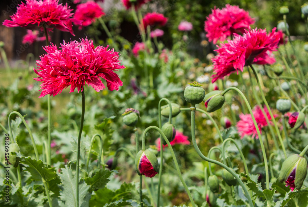 Beautiful red poppies in the summer garden 