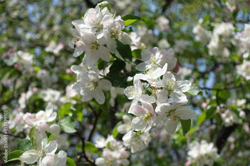 Apple blossom and fresh leaves in mid April © Anna