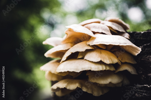 White Oyster Mushrooms growing on a decaying log in a forest photo