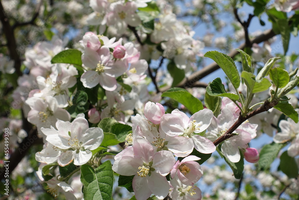 Close view of pinkish white flowers of apple tree in mid April Close view of pinkish white flowers of apple tree in mid April