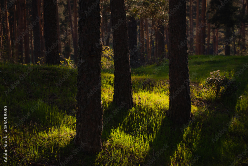 autumn in the forest