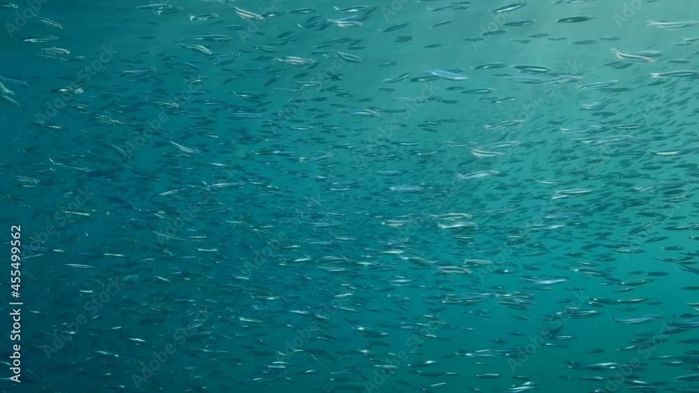 Large school of small fish swims under surface of water in sun lights. Shoal of European sprat (Sprattus sprattus). Slow motion Large school of small fish swims under surface of water in sun lights. Shoal of European sprat (Sprattus sprattus). Slow motion