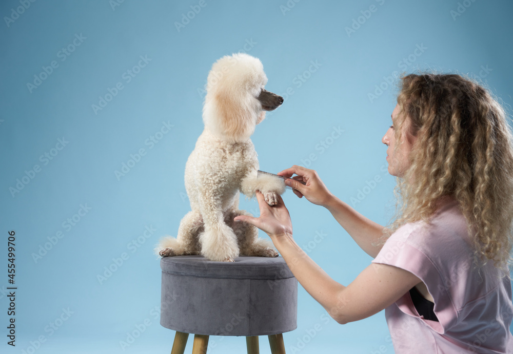 poodle hairstyle. The girl is combing the dog. Pet grooming. Animal on ...