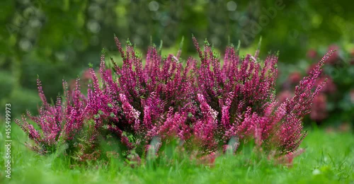 Fototapeta różowe wrzosy w ogrodzie 