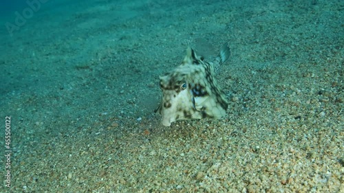 Close-up of Boxfish looking for food on the sandy bottom. Thornback Boxfish or Camel Cowfish (Tetrosomus gibbosus), Slow motion photo