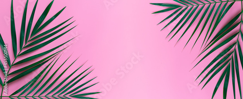 Green leaves of palm tree on bright pink pastel background, Tropical green palm leaves , Top view minimal concept. Flat lay.