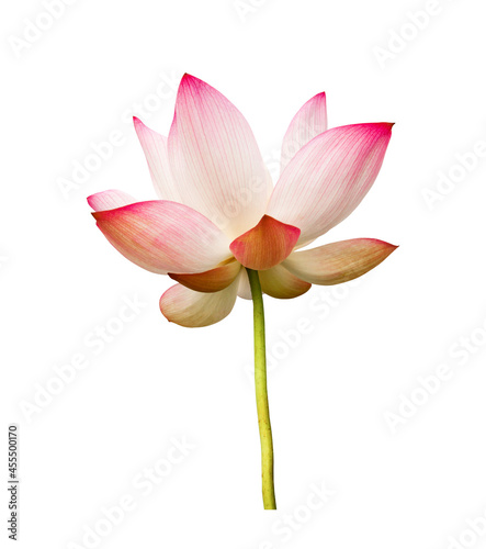 Lotus flower isolated on white background. Nature concept For advertising design and assembly. File contains with clipping path so easy to work. © NOOMUBON PHOTO