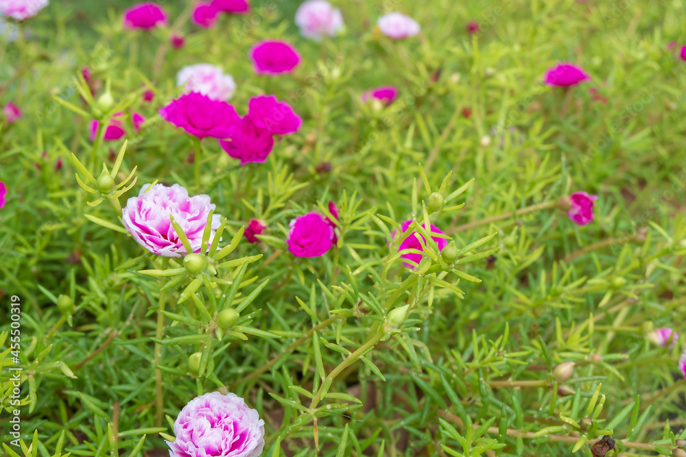 Fototapeta premium Multi-colored flower background and Common Purslane flower