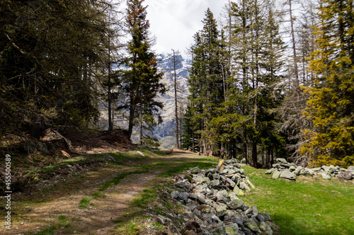 Hiking in the shade of the trees along the Ru Courtaud a wonderful route in Valle D'Aosta at the foot of monte rosa photo