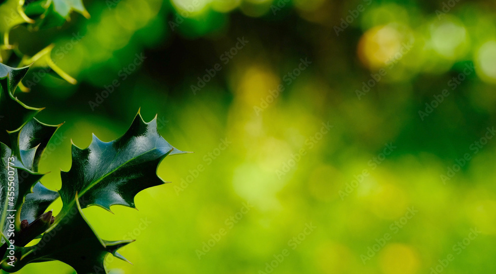 Green holly leaves with a bokeh background on the right-hand side ready to overlay text or copy.