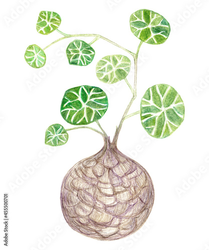 Stephania erecta caudex plant, branch with leaves. Illustration with colored pencils. photo
