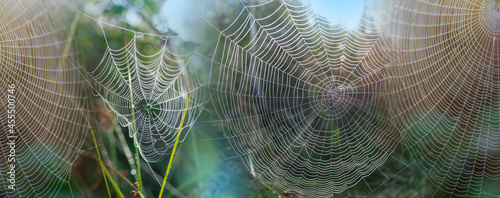 dew drop texture on spider mesh on green background