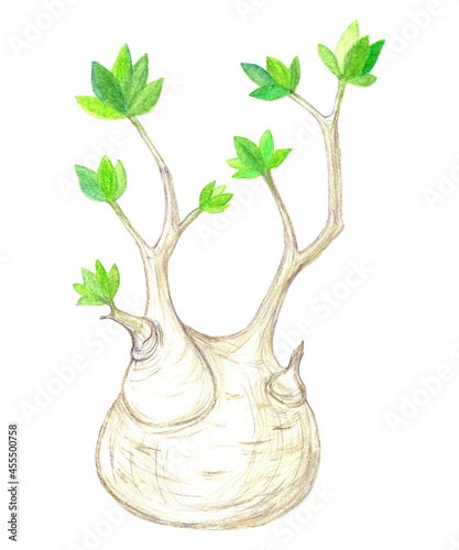 Adenium shrub with branched caudex and green foliage. Illustration with colored pencils. photo