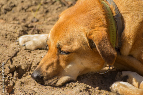 muzzle of a labrador retriever dog lying on the ground