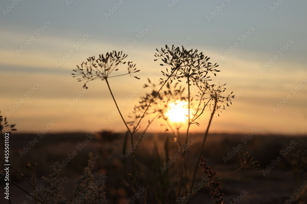 Beautiful wild flowers in field at sunrise. Early morning landscape Beautiful wild flowers in field at sunrise. Early morning landscape