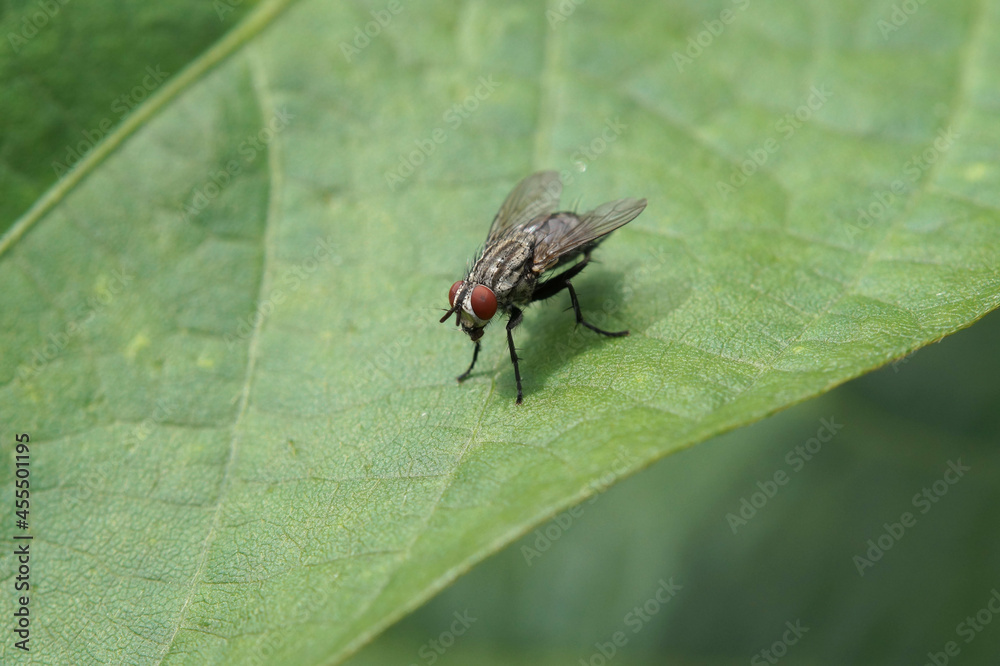 Fototapeta premium イエバエ 9月