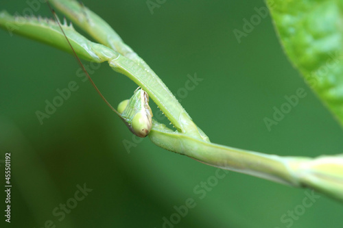 畑で見かけたカマキリ 9月