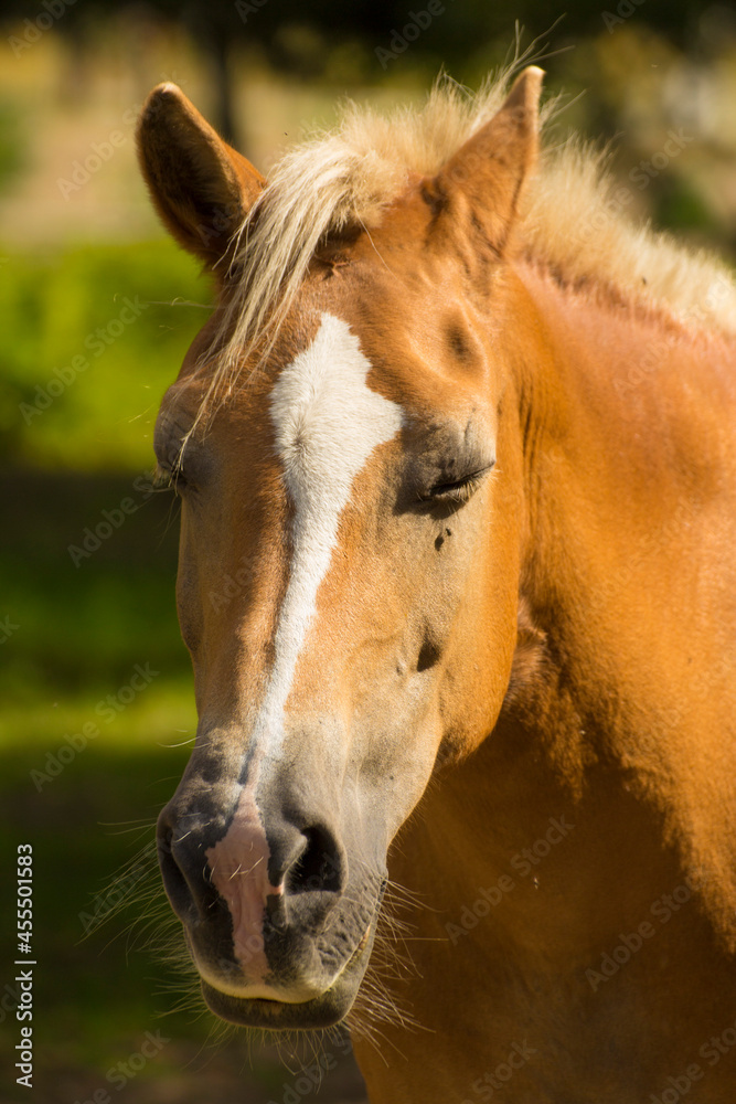 Fototapeta premium head of a brown horse with a white mane on a background of green nature