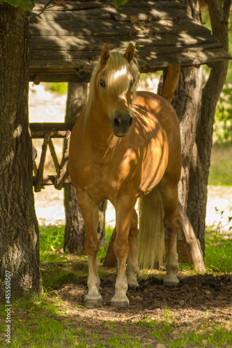 a brown horse with a white mane stands against the background of nature and wood photo