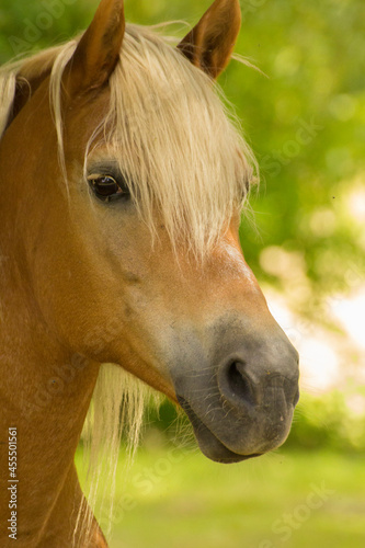 head of a brown horse with a white mane on a background of green nature photo