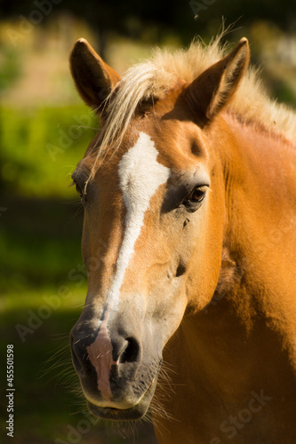 head of a brown horse with a white mane on a background of green nature