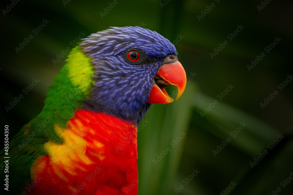 Close-up from a Rainbow lorikeet