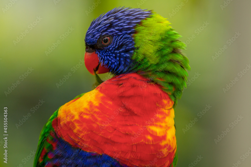 Close-up from a Rainbow lorikeet Close-up from a Rainbow lorikeet