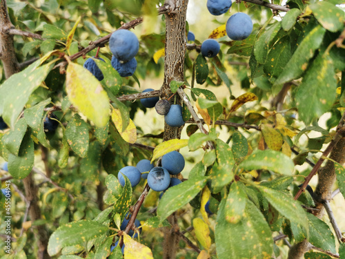 Closeup of a branch of blackthorn. Guadalix de la Sierra, Spain. photo