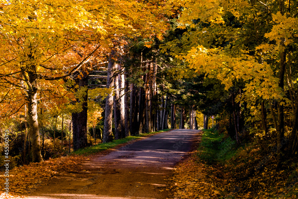 Naklejka premium autumn in the park