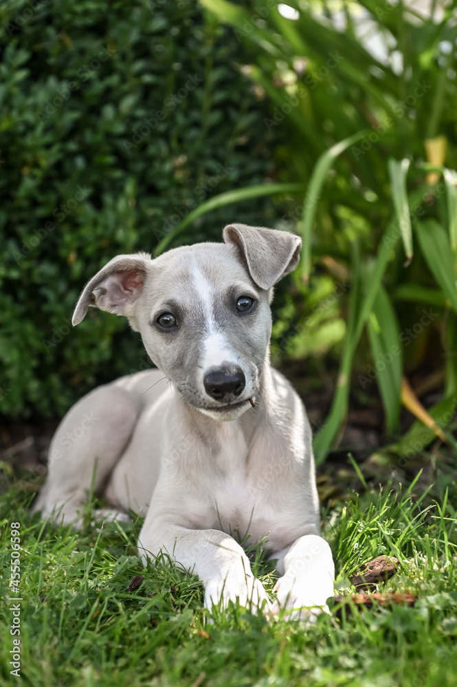 chien chiot Whippet jeune animal compagnie