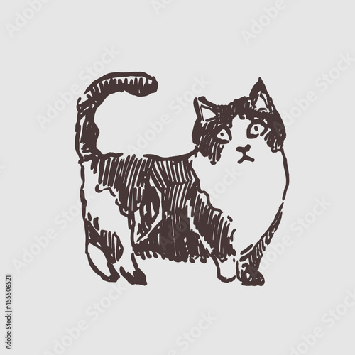 The cat. Hand drawn vector drawing. Graphic ink style. Animal character.