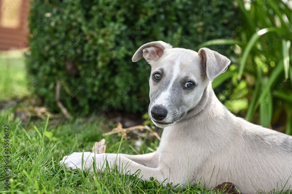 chien chiot Whippet jeune animal compagnie chien chiot Whippet jeune animal compagnie