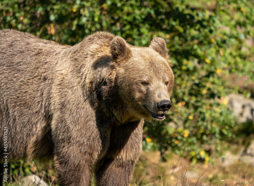 Brown bear (Ursus arctos) in Sweden. Blurred background.