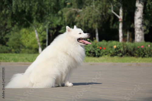 Beautiful fluffy white japanese spitz sitting in the park