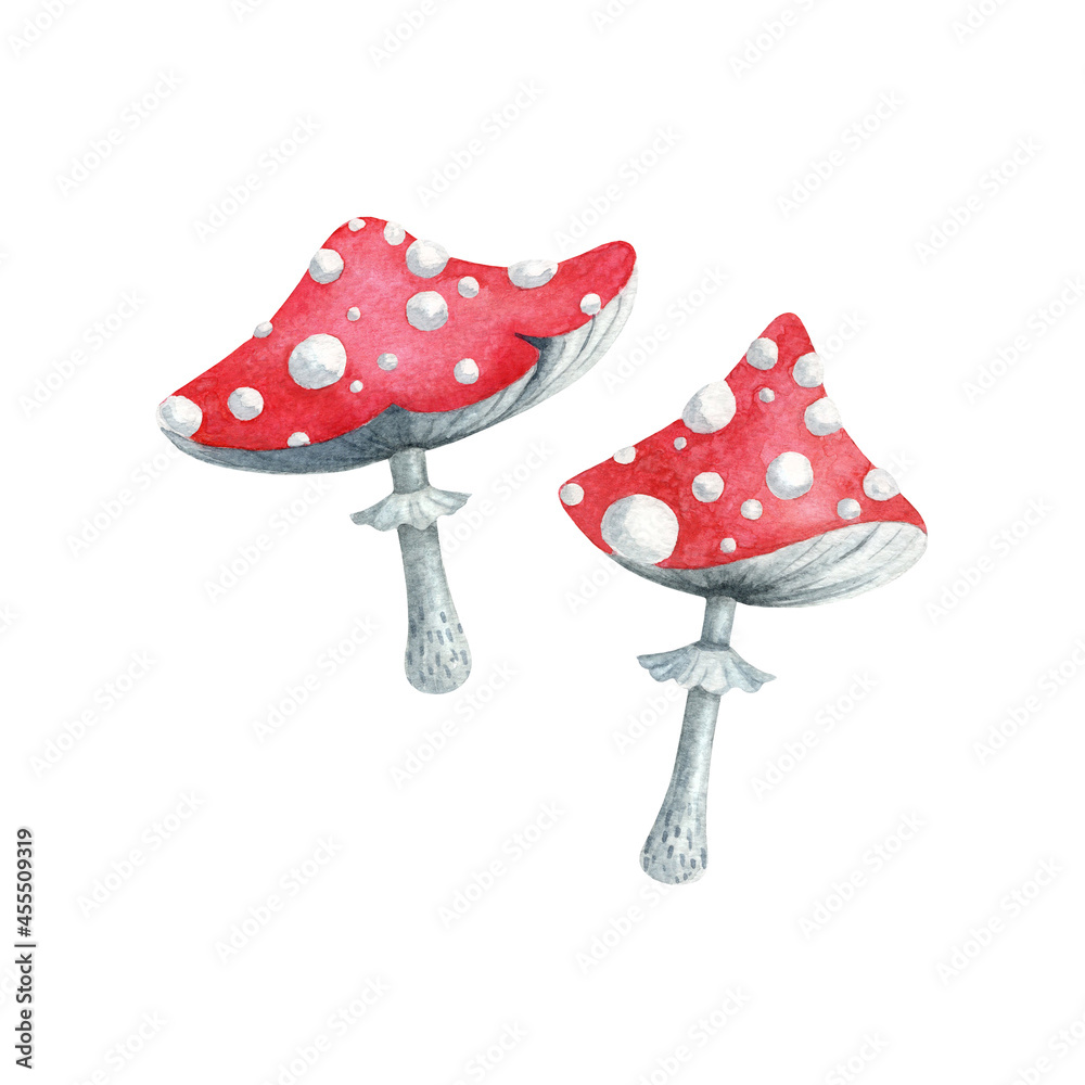 Watercolor hand drawn mushrooms. Two fly agarics on white background isolated. Nice element for autumn design. Watercolor hand drawn mushrooms. Two fly agarics on white background isolated. Nice element for autumn design.