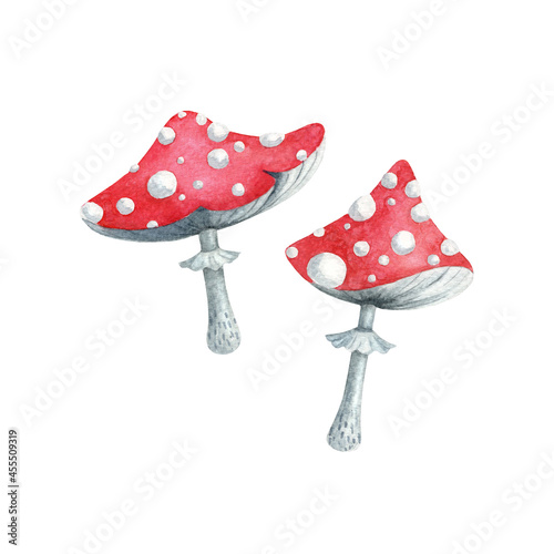 Watercolor hand drawn mushrooms. Two fly agarics on white background isolated. Nice element for autumn design.