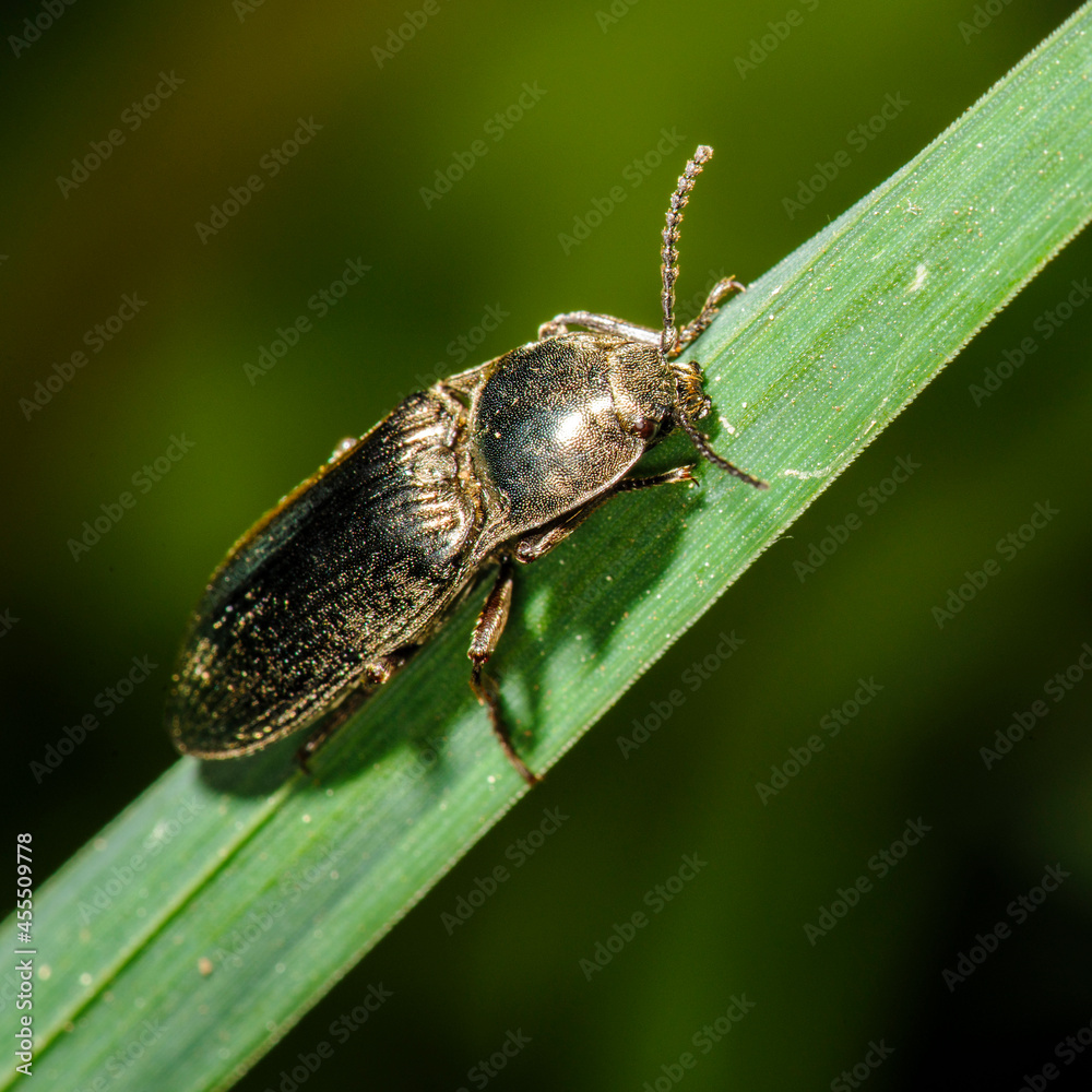 Fototapeta premium insecte dans la nature