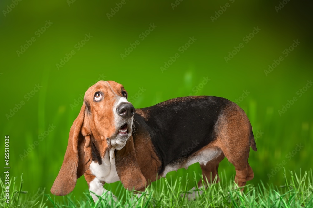 Funny cute puppy running among the green grass against the background