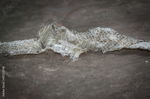 Foto Shedded dry snake skin closeup