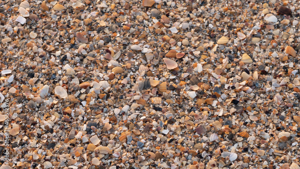 Seashell background. Background made of shells.