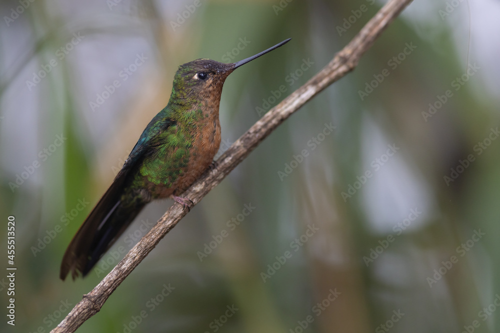 Fototapeta premium Blauflügelkolibri (Great sapphirewing) Yanacocha, Ecuador