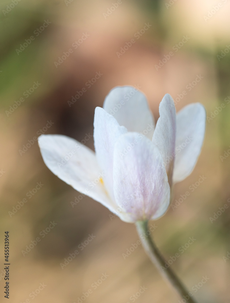 close up macro of beautiful perfect white wood anemone flower, Anemone nemorosa, selective focus, DOF, spring floral background