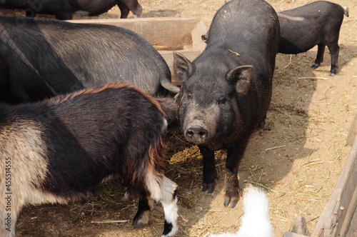 Black pigs in rural cattle farm. Countryside farming agriculture. Farm animals breeding