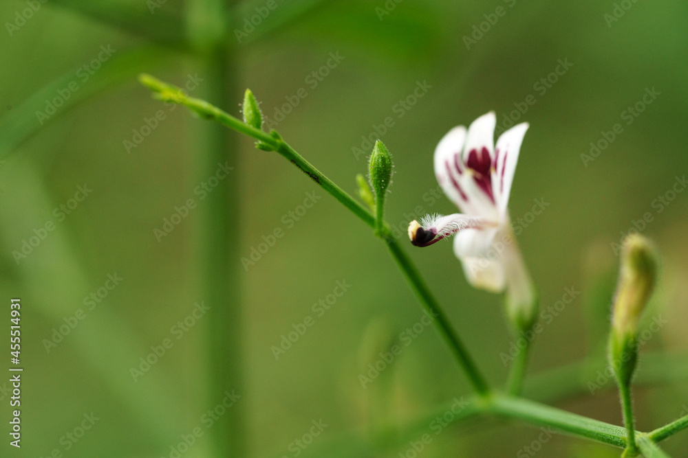 Obraz premium Andrographis paniculata (Burm. F) Nees, generally known as king of bitters, this plant has been widely used for treating sore throat, flu, and respiratory tract infections.